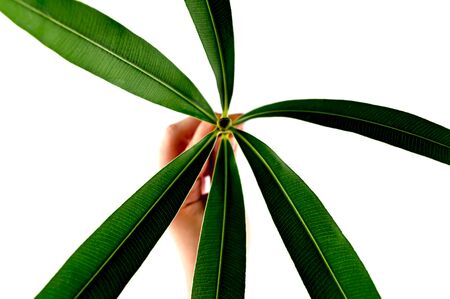 Green tropical plant leaves close up isolated on white background. High contrast creative nature...