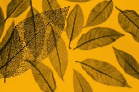 Dried leaves skeletons pattern on bold yellow background. Leaf veins structure.
