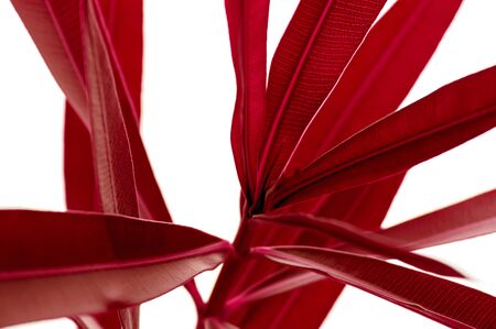 Red tropical plant leaves close up isolated on white background. High contrast creative nature...