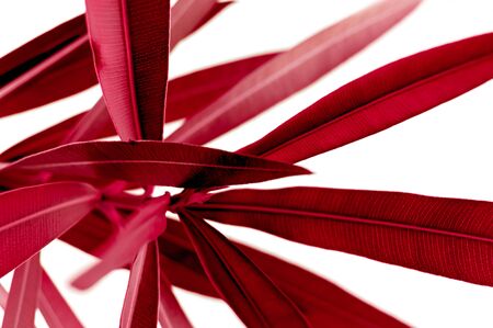 Red tropical plant close up isolated on white background. High contrast creative nature photography....