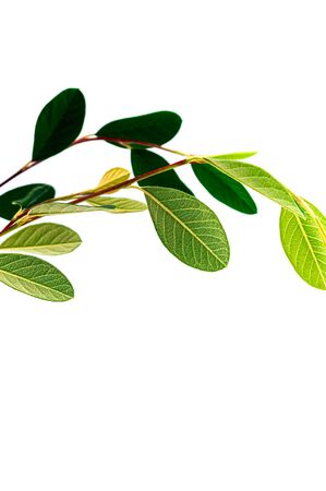 Autumn leaves composition isolated on white background. Minimalistic composition with space for text. Creative green fresh nature background. Macro photography.の写真素材