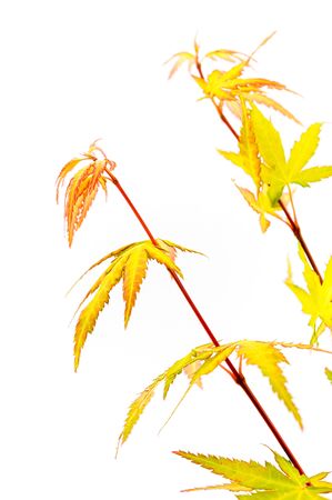 Autumn leaves composition isolated on white background. Minimalistic composition with space for text. Creative green fresh nature background. Macro photography.の写真素材