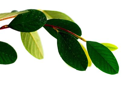 Autumn leaves composition isolated on white background. Minimalistic composition with space for...