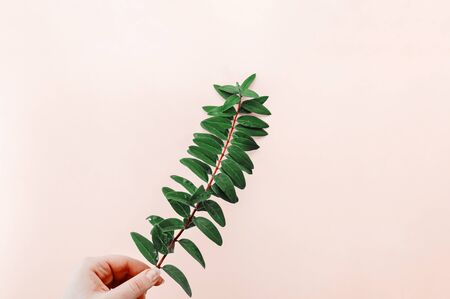 Hand holding fresh green branch. Minimalistic bright background with space for text. Ecology,...