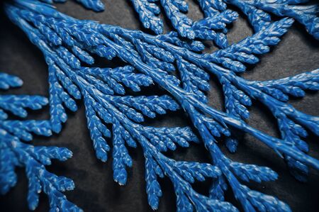 Thuja branches in trendy blue toned color on black paper background. Flat lay macro view winter...