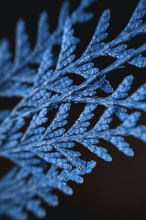 Thuja branches in trendy blue toned color on black paper background. Flat lay macro view winter...