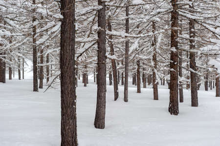 Several tree\'s trunks in a forest with branches covered by huge snow as the floorの写真素材