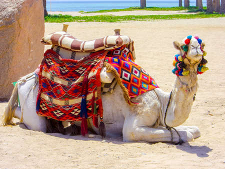 Camel on desert beach waiting for tourists in a sunny dayの写真素材