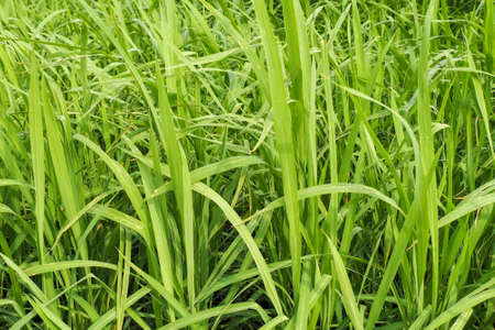 Close up of rice cultivation, green leaves of several plants create natural texture