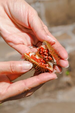 An example of Bixa Orellana fruit, with its seeds used to get natural red teinture, hold in woman's handsの写真素材