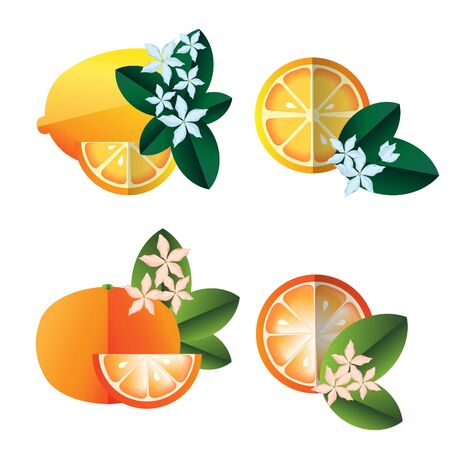 lemon halves, oranges, flowers and leaves illustration on whiteのイラスト素材