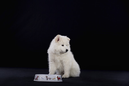 Young Samoyed dogs english playの写真素材