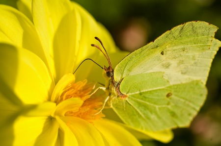 Lovely yellow butterfly on soft yellow flower in macroの写真素材