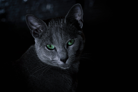 Cat breed Russian blue on a black backgroundの写真素材