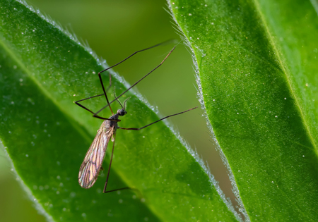the female of a large mosquito sits on a green blade of grass with drops of dew