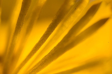 macro petals of a dandelion flowerの写真素材