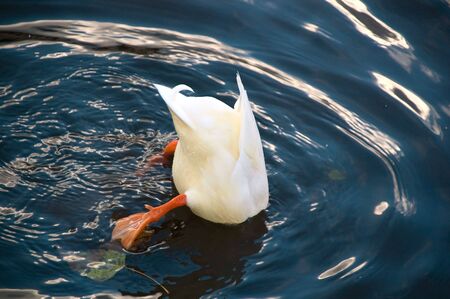 animal; Britain; British; bird; white; duck; dive; search; seek; deep; eat; brown; close; feathers; fluffy; green; lake; pond; stream; swim; water; wet; zoo; autumn; fall; leaves; leafs; yellow; Dawlishの写真素材