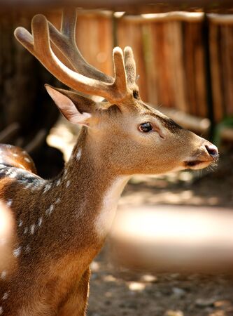 Deerの写真素材