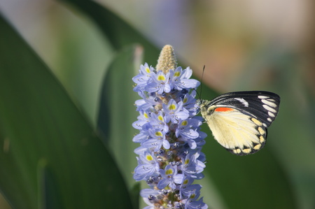 Butterfly And Flowerの写真素材