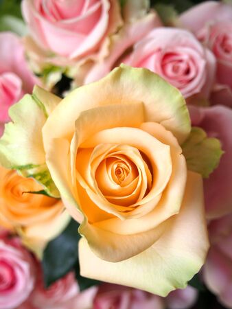 Beautiful Roses Bouquet Photo background.の写真素材