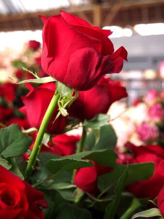 Beautiful Roses Bouquet Photo background.の写真素材