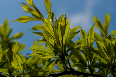 Green plants in the springの写真素材