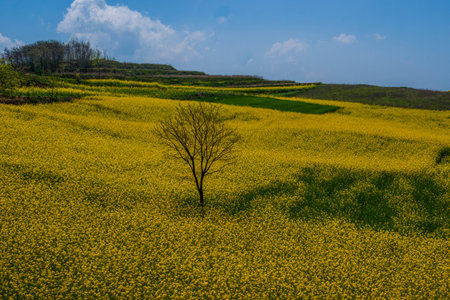 canola flower field