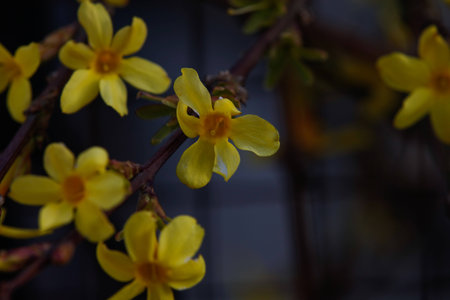 yellow flowerの写真素材