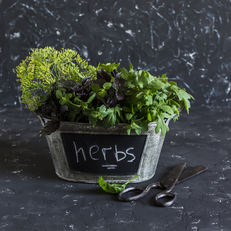 Fresh garden herbs - basil, arugula, thyme in a metal basket and old scissors on a dark backgroundの写真素材