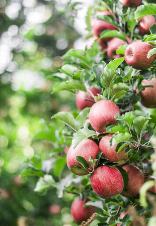 Fresh ripe red apples on a branch in the garden. Gardening, organic, fruit conceptの写真素材
