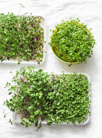 Homemade micro greens on a light background, top view. Healthy food lifestyle diet concept. Flat lay, copy spaceの写真素材
