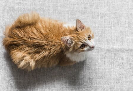 Red healthy kitten resting on a gray background, top view. Copy spaceの写真素材