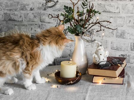 Christmas cozy home still life - red kitten, christmas decorations, stack of books on the table on a light backgroundの写真素材