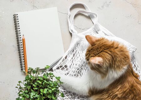 Cozy still life - red kitten, eco textile bag, products notepad plan, micro green on a light background, top view. Home shopping grocery planning conceptの写真素材