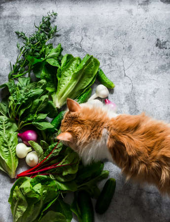 Fresh aromatic herbs, vegetables and a curious red kitten on a gray background, top viewの写真素材