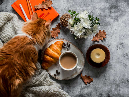 Cozy interior home still life - red curious cat, knitted blanket, coffee, croissant, sketchbook and autumn flowers on a gray background, top viewの写真素材