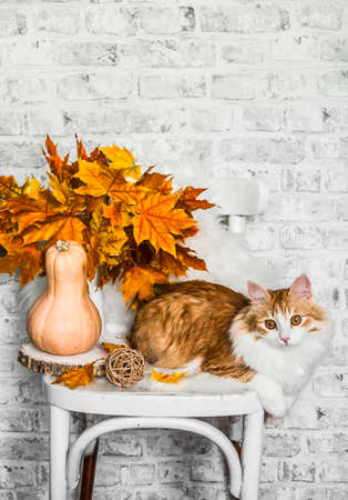 Red cat, bouquet of autumn maple leaves, pumpkin, autumn decorations on an old wooden vintage chair. Cozy home autumn concept interiorの写真素材