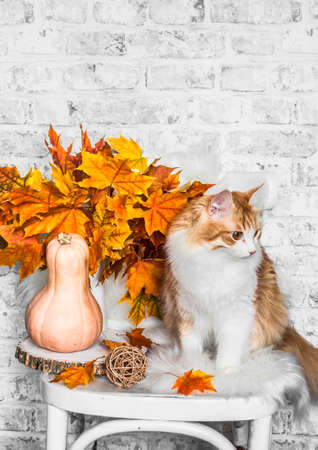 Red cat, bouquet of autumn maple leaves, pumpkin, autumn decorations on an old wooden vintage chair. Cozy home autumn concept interiorの写真素材