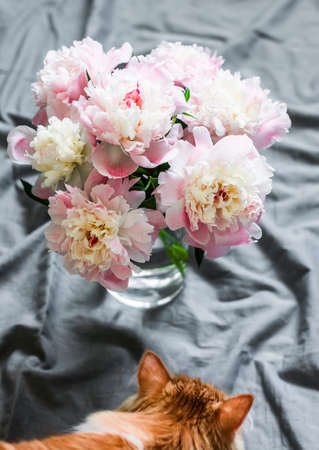 Bouquet of delicate pink peonies in a glass vase and a red curious kitten on a gray background, top viewの写真素材