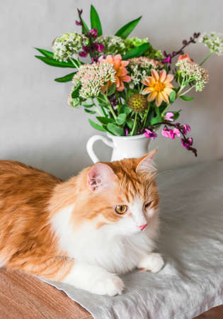 Beautiful red cat and a bouquet of flowers in a jug on the table. Cozy home interiorの写真素材