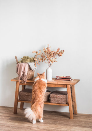 Wooden bench, a basket with plaid, autumn leaves in a ceramic vase and red domestic cat - a cozy autumn interiorの写真素材