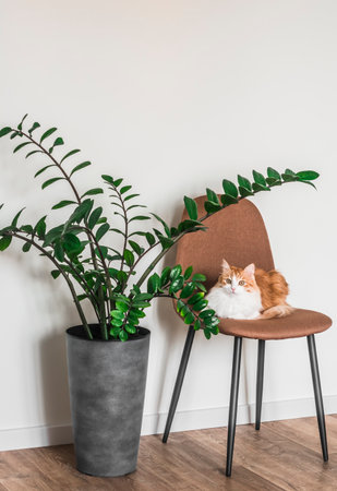 A red cat on a chair and a large house flower in the interior of the living room in a minimalist styleの写真素材