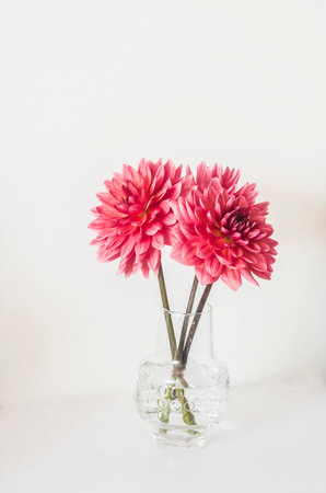 Bouquet of pink dahlias in a glass vase on a light backgroundの写真素材