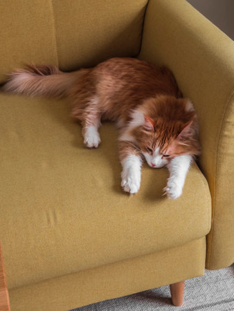 A beautiful red kitten sleeps on a yellow armchair in the living roomの写真素材
