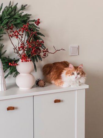 A beautiful red cat, a vase with cranberry branches on a white chest of drawers, a Christmas wreath on the wall. Christmas moodの写真素材
