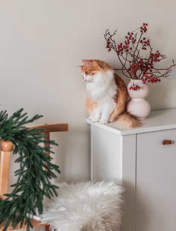 Christmas interior of the living room. A Christmas wreath on the chair, a vase with cranberry branches and a beautiful red cat on a white chest of drawersの写真素材