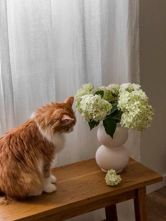 A bouquet of white hydrangeas in a vase and a red cat on a wooden bench in the living room