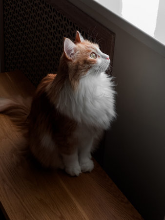 A beautiful red-haired cat sits on a wooden bench and looks up