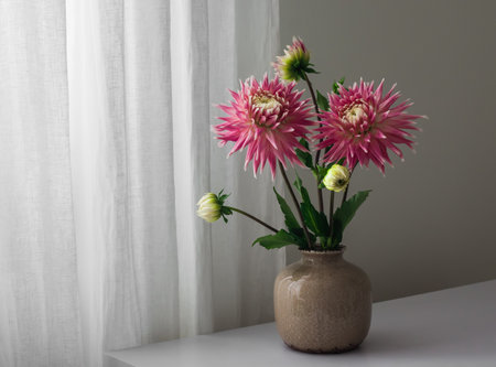 Pink dahlias in a ceramic brown vase on a white chest of drawers by the windowの写真素材
