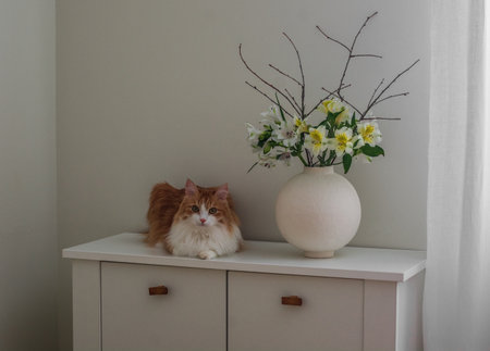 An orange and white cat, a bouquet of fresh flowers in a round ceramic vase on a white chest of drawersの写真素材